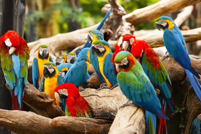 Bird Kingdom Niagara Falls - Niagara Falls Attractions