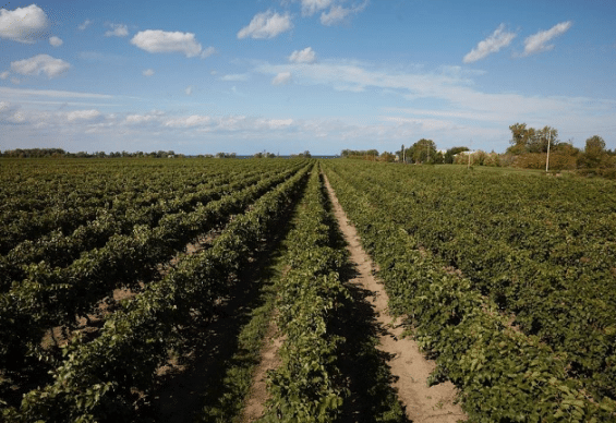 magnotta winery tour