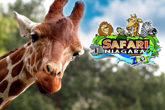 safari niagara parking