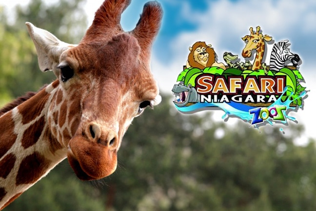 ontario safari niagara