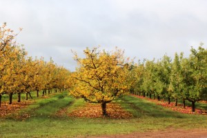 Fruit orchard 
