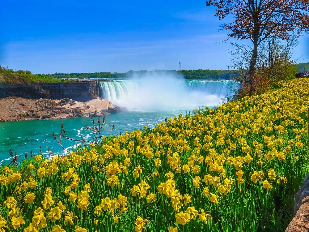 Niagara Falls with daffodils