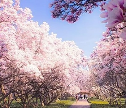 Magnolia Trees in Niagara Falls