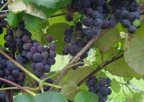 Vignoble Rancourt Winery