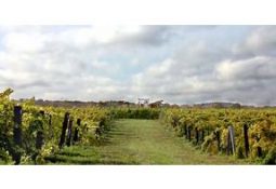 Niagara Winery - Daniel Lenko Wines